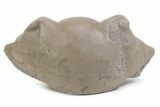Bargain, Partial Illaenus Schmidti Trilobite - Russia #363228-1